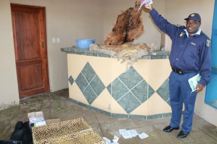 House raid… Warrant Officer Moses Maphakela, spokesperson of the Bramley police finds animal skulls during the house search in Bryanston.