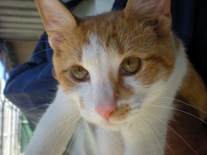 Aimee19spcaBalbo (Medium)