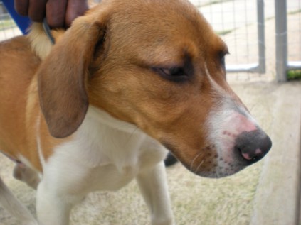 Aimee19spcaBeazle (Medium)