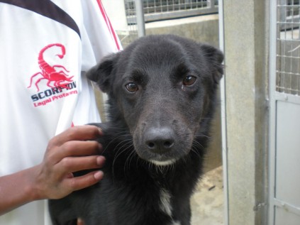 Aimee19spcaBecca (Medium)