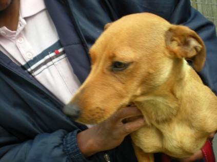 Aimee19spcaGabby (Medium)