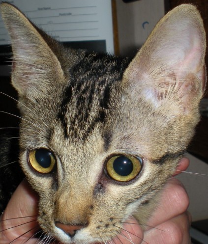 Aimee19spcaStevie (Medium)