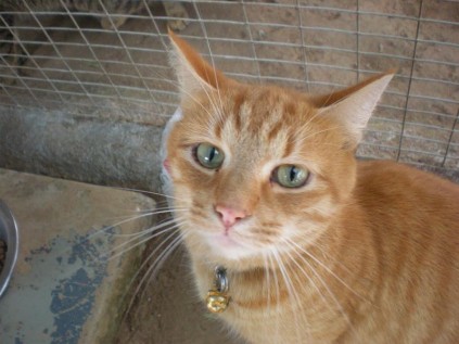 Tyson