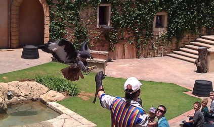 sandton bird