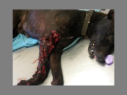 One of the abused animals treated by the SPCA.