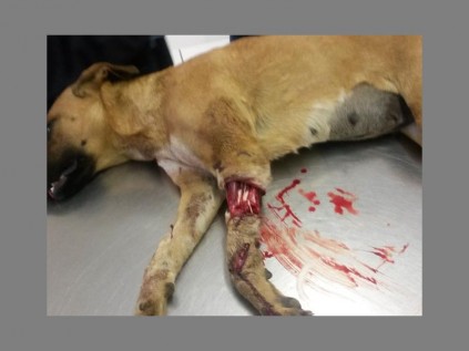 One of the abused animals treated by the SPCA.