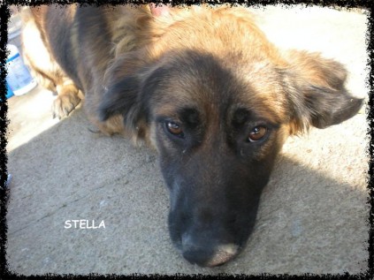 Stella.