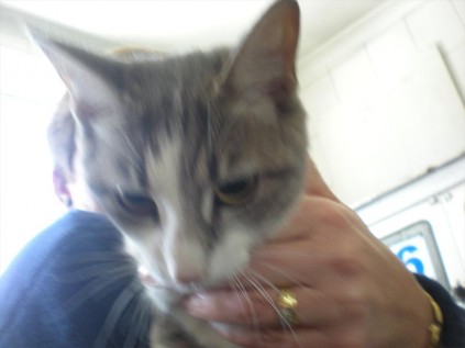 Kitty