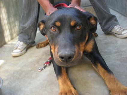 Max