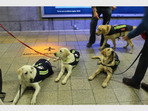 These puppies are trained to remain calm in high traffic situations.The Gautrain makes for the perfect training ground.