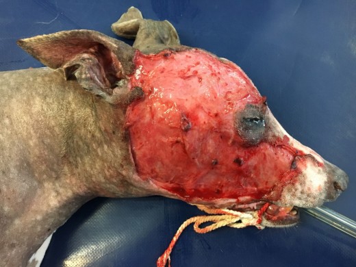 GRAPHIC: Luka's injuries after being mauled by a neighbors rottweiler.