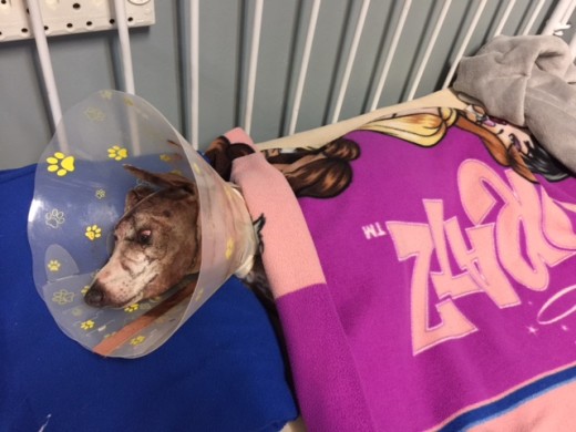 Luka after his operation.