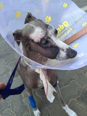 Luka is recovering well after his surgery.