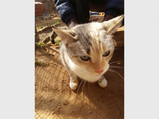 Jazmin is a cross Siamese, domestic short hair. She is an affectionate two-year-old who was received unwanted.