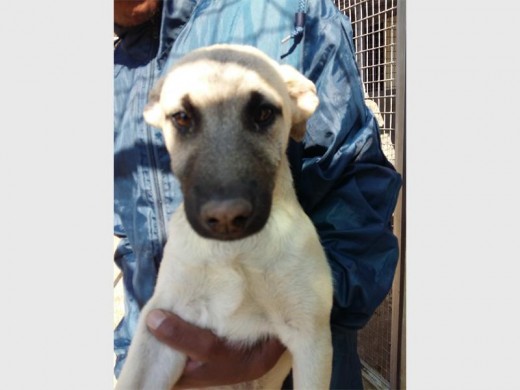 Josh is a four-month-old cross breed. He was found unwanted by the SPCA and is very cute.