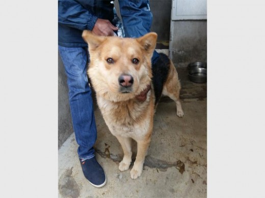 Leo is a two-year-old chow and German shepherd cross. He was found as a stray and is looking for a loving home.