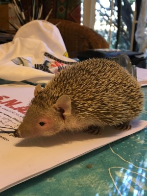 IN A GOOD PLACE: Jamamma, the lesser hedgehog tenrec from Madagascar, investigates her surroundings when placed on a table at CARE.