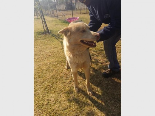 Nitro is a cross husky. He is an 18-month-old with a lovely nature who was found as a stray.