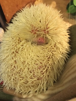 BALL OF HOPE: Ally is an albino African hedgehog that Irene McKenzie-Fraser rescued in January. Because he is exotic, he cannot be released into the wild.