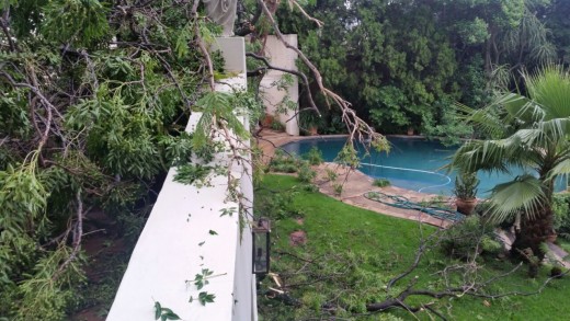 The tree that fell on to a home in Bryanston. 