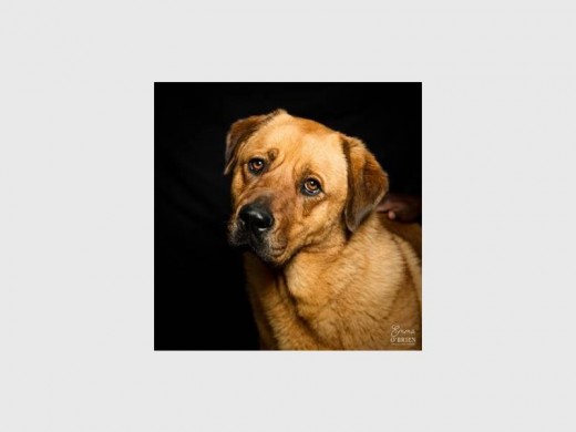 Bianca is a sweet four-year-old gentle cross-breed. She is easy going, relaxed and gets on really well with other dogs and loves to be stroked and cuddled.