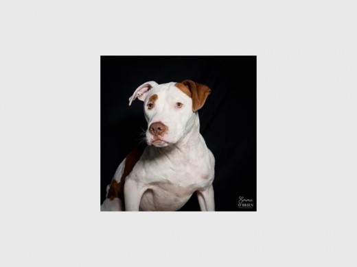 Biker is a one-year-old male pitbull. He is a lovely character, has a good nature and has the sweetest face.