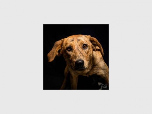 Bonita is a gentle cross-breed female. She loves cuddling and will be a great family pet.