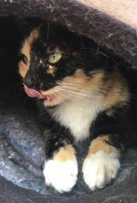 Terry is a domestic short hair female.