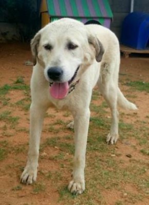 Beth is an eight-year-old Labrador female. She was found running lost in Bethlehem and brought to Sandton SPCA. She has a gentle nature and loves being around people.