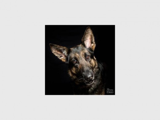 Leia is a beautiful six-year-old female German shepherd. Please help us find her a good home.