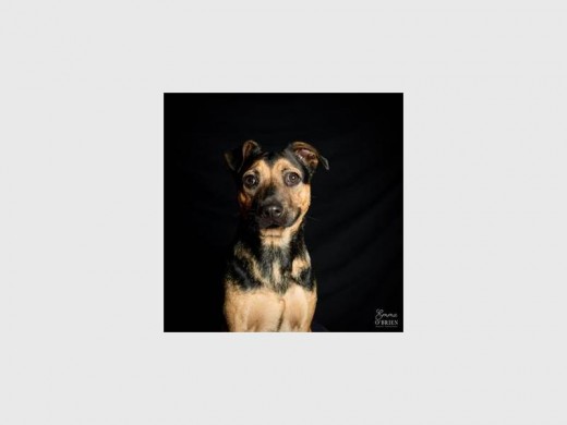 Spike is a gentle one-year-old cross-breed male. He loves cuddling and will be a great family pet.