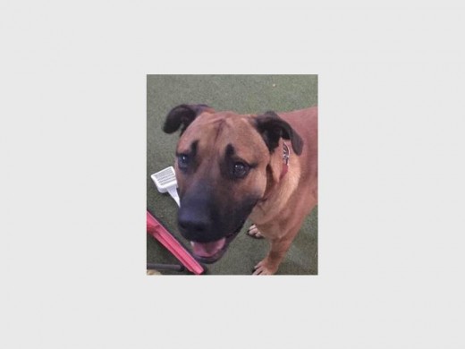 Thomas is a two-year-old cross-boerboel male. He was abandoned by his family. He is relaxed, calm and loves pushing his head under your hand for a pat.