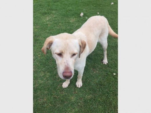 Chase is a one-year-old Labrador male. He is playful, lively and energetic. He loves playing with other dogs and likes to be cuddled and thinks he's a lapdog. He needs some puppy training but would make the perfect family pet.