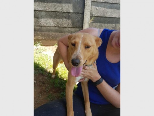 This cross-terrier female loves to play and is energetic but at the same time wants love and hugs from you. She will make a wonderful pet for a good family.