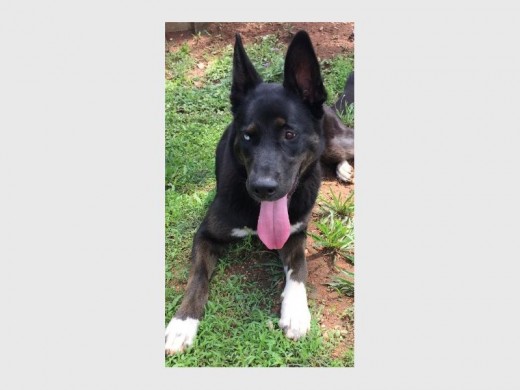 Jossie is a one-year-old cross-breed husky female. She has cute white patches on her paws. She is very lively, playful, loves affection and just wants to cuddle. She is very keen on making friends with other dogs and will make a great running partner.