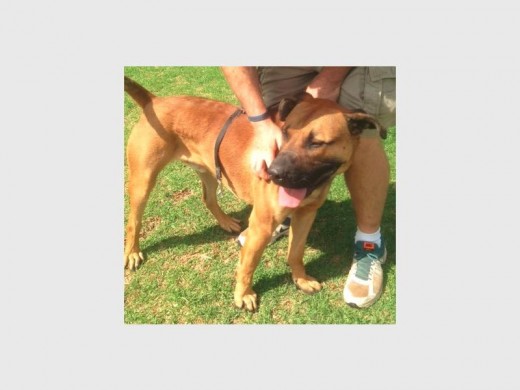 Thomas is a two- to three-year-old cross-boerboel male. He was abandoned by his family and is relaxed, calm and he loves pushing his head under your hand for a pat and is in excellent condition. A real cutie pie.